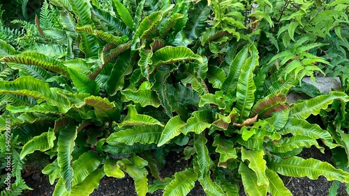 Green leaves of hart's tongue fern (asplenium scolopendrium) photo
