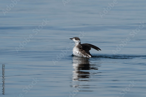 An endangered marbled murrelet flaps its wings over the water.