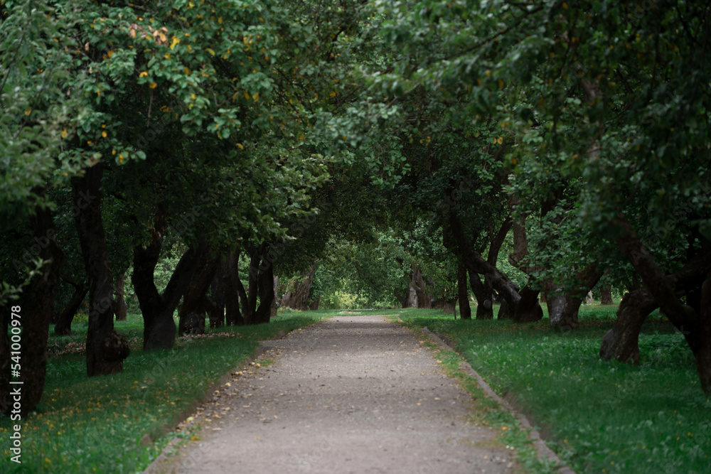 Green trees and path in city park at summer. Apple garden