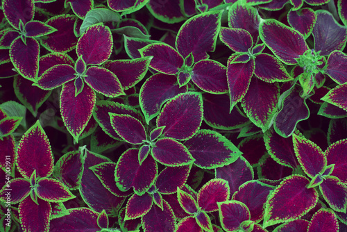 Red and green leaves nature abstract pattern background. Selective focus