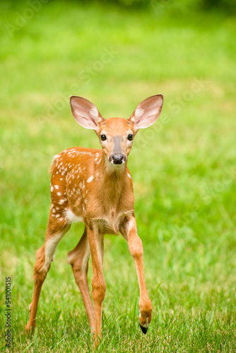 Wallpaper Mural A Curious Young Deer Fawn Exploring A Green Backyard In Rhode Island Torontodigital.ca