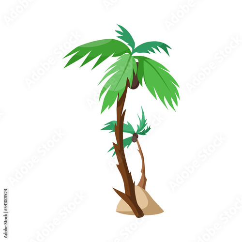 Palm trees with coconuts vector illustration. Summer holiday element isolated on white background. Vacation concept