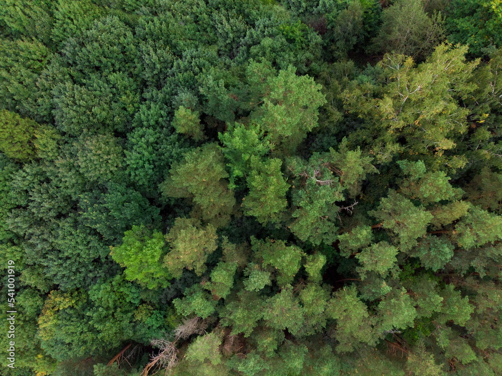 Nature landscape, drone aerial top view to green forest background