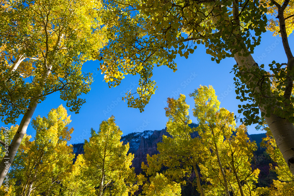 Backlit quaking aspen trees (Populus tremuloides) in Telluride, Colorado. Backlit quaking aspen trees (Populus tremuloides) in Telluride, Colorado.