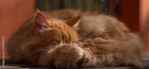 A red fluffy stray cat in an autumn park on a bench basks in the rays of the outgoing summer, selective focus, blurred background, bokeh.