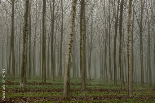 Fog In The Friulian Plains, Italy photo