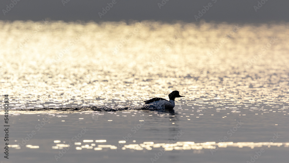Lonely duck at sunset on Geneva Lake
