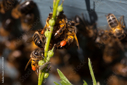 Honey bees carrying pollen in their legs stand outside of an apiary of Puremiel beekeepers in Los Alcornocales Natural Park, Cadiz province, Andalusia, Spain photo