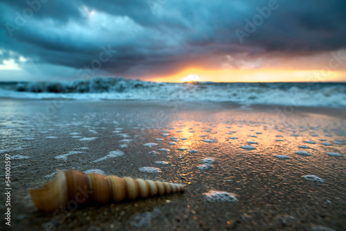 Close up of long thin twisty cone shell on beach at dawn, Oahu, Hawaii, USA photo