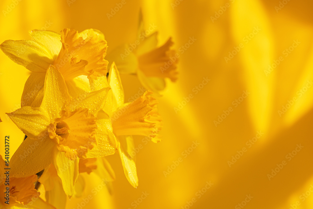 Close up of daffodils flowers on a yellow background. Beautiful yellow spring background for greeting cards and wallpapers