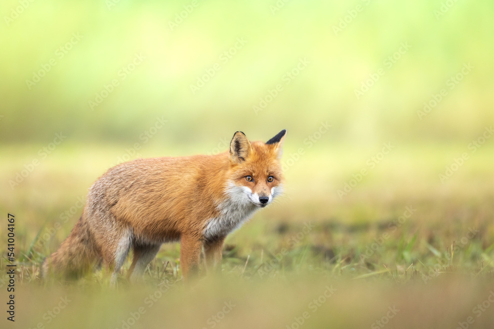 Fox Vulpes vulpes in autumn scenery, Poland Europe, animal walking among autumn meadow in blurred background	