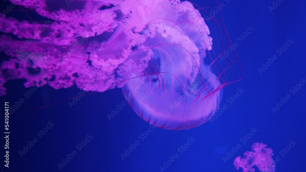 Pink jellyfish in the dark blue ocean water. Purple Striped Jellyfish glowing underwater Pink jellyfish in the dark blue ocean water. Purple Striped Jellyfish glowing underwater