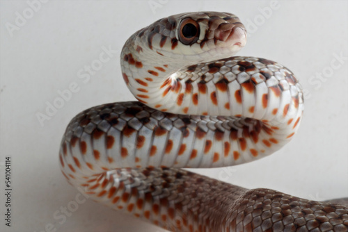 Rat Snake or Corn Snake photo