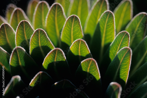 Close up of Giant Lobelia, Mt. Kilimanjaro, Tanzania. photo