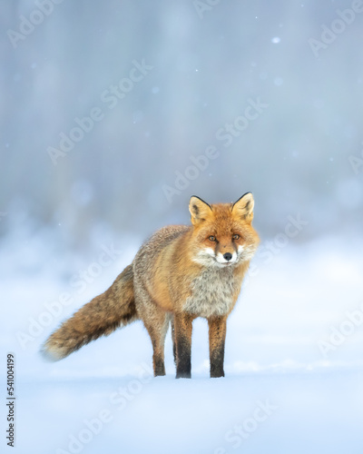 Fox Vulpes vulpes in autumn scenery, Poland Europe, animal walking among winter snowy meadow in blurred background	