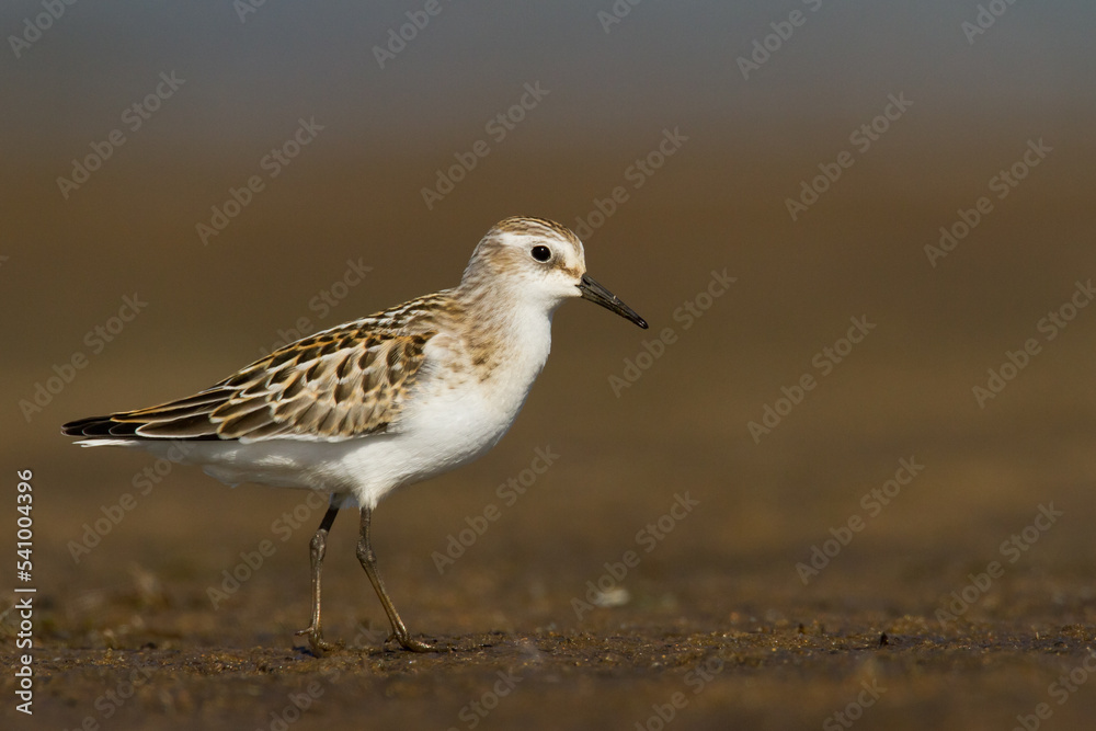 Bird Calidris minuta Little Stint small migratory bird, Poland Europe Bird Calidris minuta Little Stint small migratory bird, Poland Europe