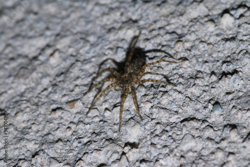 agelena labyrinthica spider macro photo © Recep