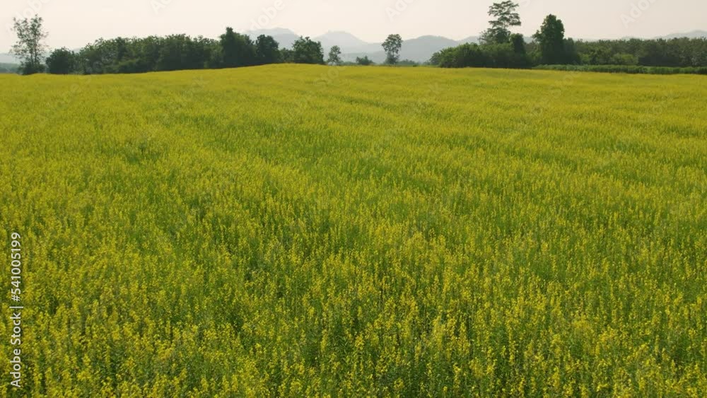 Sunn Hemp field with clearly atmosphere, crop rotation to improve soil health, optimize nutrients in the soil, and avoid pests and weed pressure. Sunn Hemp field with clearly atmosphere, crop rotation to improve soil health, optimize nutrients in the soil, and avoid pests and weed pressure.