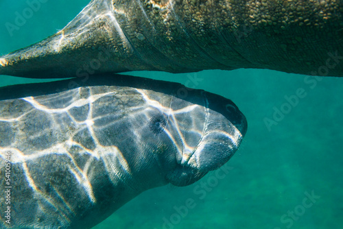 West Indian manatees (Trichechus manatus) swim together in Hunter Springs, Crystal River, Florida. photo