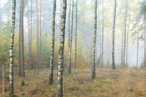 Autumn landscape misty foggy day in Knyszyn Primeval Forest, Poland Europa birch trees	
