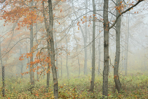 Autumn landscape misty foggy day in Knyszyn Primeval Forest, Poland Europa, early morning, sunrise in oak misty forest	