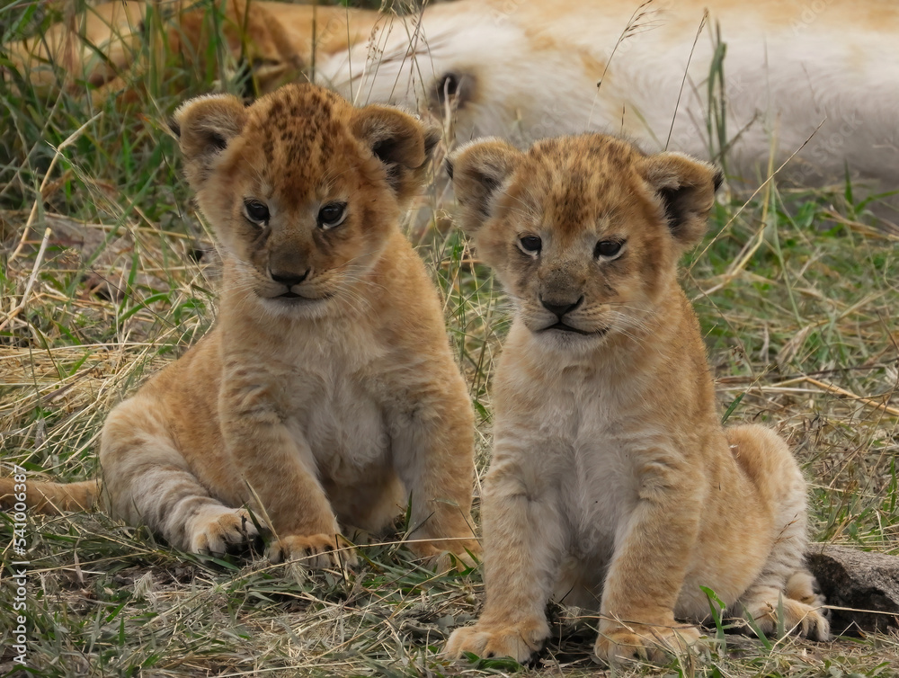 Lion Cubs Lion Cubs