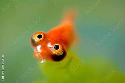 A big-eyed goldfish begs for food. photo