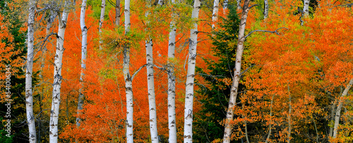 Fotografi Aspen Birch Trees in Autumn Falls with White Trunks Foliage Forest
