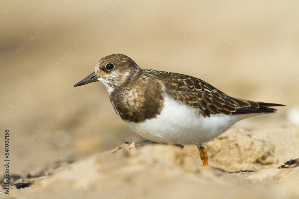 bird - Ruddy Turnstone migratory Arenaria interpres shorebird, migratory bird, Poland Europe Baltic Sea bird - Ruddy Turnstone migratory Arenaria interpres shorebird, migratory bird, Poland Europe Baltic Sea
