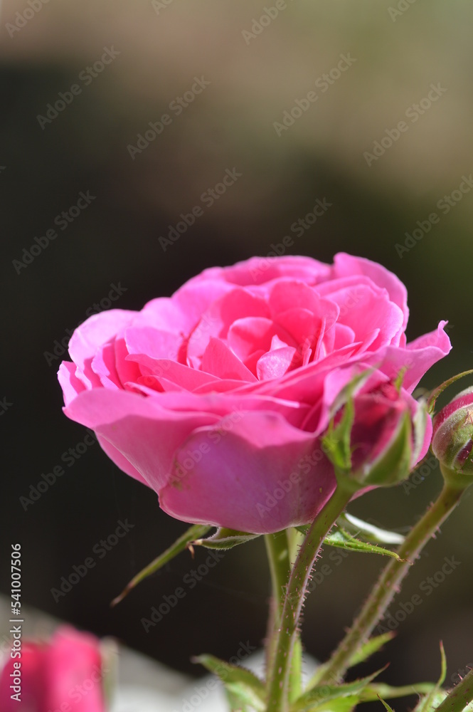 Fototapeta premium tendresse d'été 