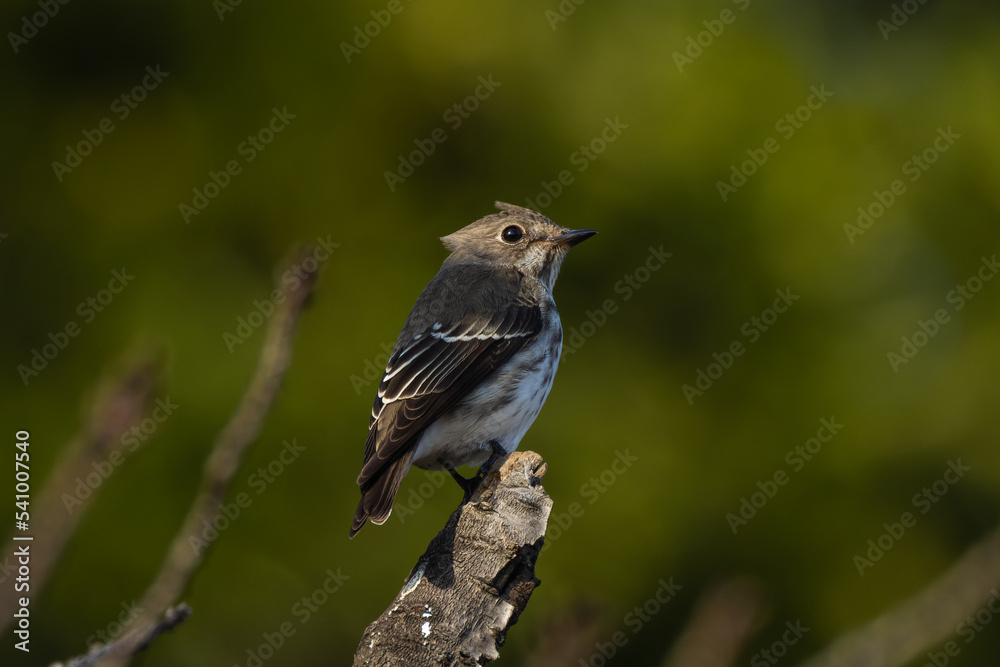 Fototapeta premium 西日から身を隠すエゾビタキ