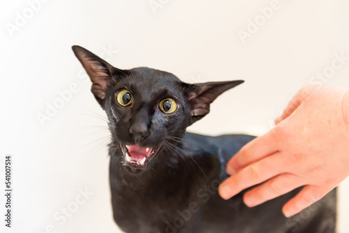 Fototapeta Naklejka Na Ścianę i Meble -  Black funny cat isolated on white