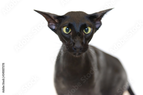 Fototapeta Naklejka Na Ścianę i Meble -  Black oriental funny cat
