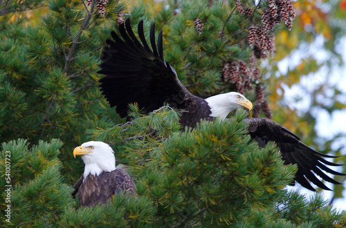 A pair of bald eagles are seen in a tall tree over looking a lake in Conover, Wis. photo