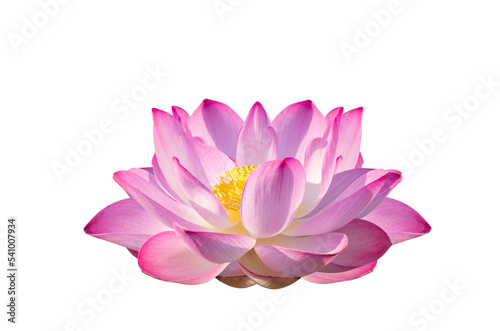 Fototapeta Naklejka Na Ścianę i Meble -  purple pink lotus Isolate on transparent background PNG file