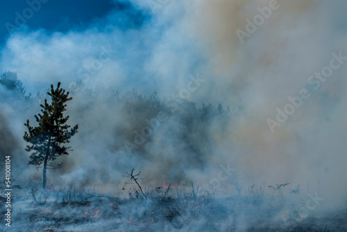 Prescribed burns helping to remove unwanted tree and shrub species