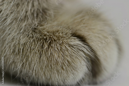 Closeup shot of the cat's paws