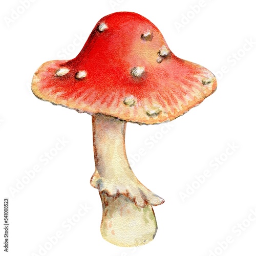 Bright red fly agaric, poisonous mushroom, watercolor illustration