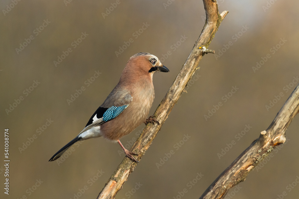 Bird Eurasian Jay Garrulus glandarius sitting on the branch Poland, Europe Bird Eurasian Jay Garrulus glandarius sitting on the branch Poland, Europe