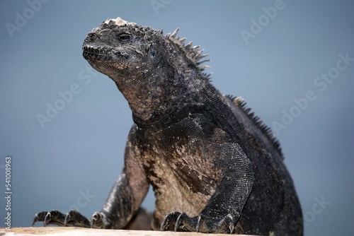 Iguana marina, Amblyrynchus cristatus, Santa Cruz island