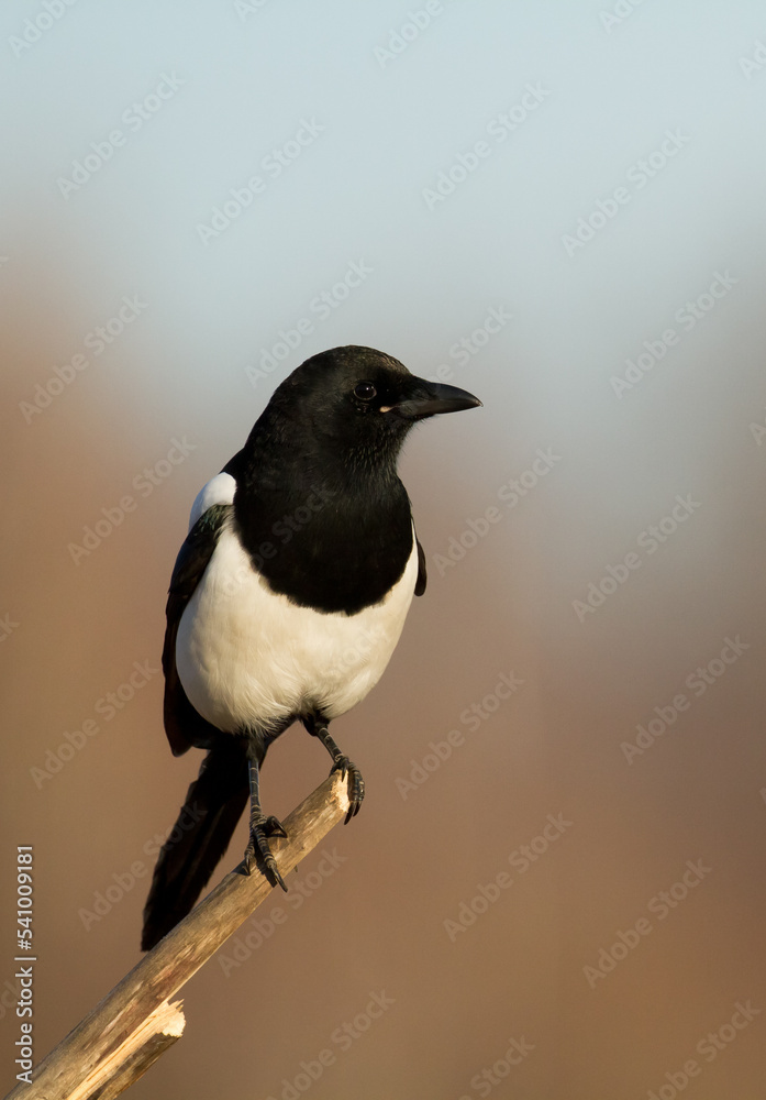 Bird - Common magpie Pica pica, very smart and clever bird with black and white plumage on blurred background Bird - Common magpie Pica pica, very smart and clever bird with black and white plumage on blurred background