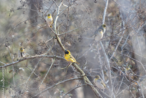 Birds perching on tree branches in Mlilwane Wildlife Sanctuary, Swaziland photo