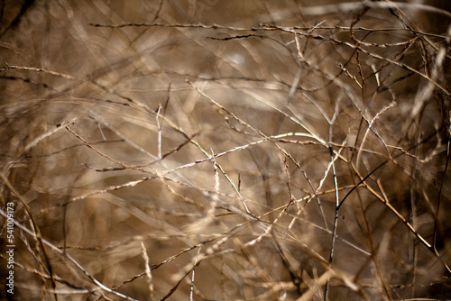 A tangle of weeds.