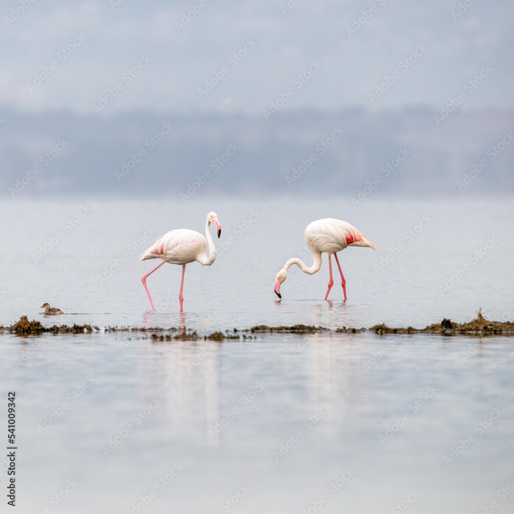 Soft and high key processing of three Greater Flamingos, Phoenicopterus roseus, feeding in the shallows of Lake Nakuru, Kenya