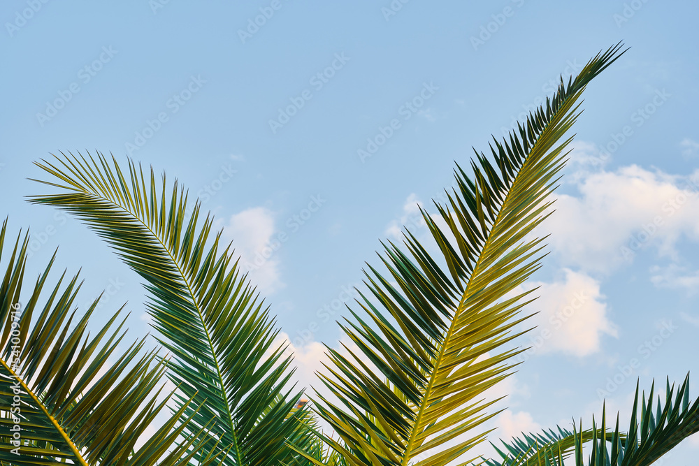 Palm leaves close-up against the background of blue sky, screensavers and background for advertising, wallpaper idea. Summer holidays on the mediterranean sea.