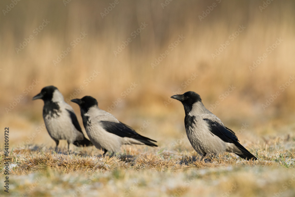 Bird - Hooded crow Corvus cornix in amazing warm background Poland Europe Bird - Hooded crow Corvus cornix in amazing warm background Poland Europe