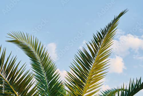 Palm leaves close-up against the background of blue sky  screensavers and background for advertising  wallpaper idea. Summer holidays on the mediterranean sea.