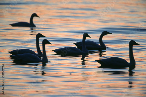 Tundra swans on Choptank River near St. Michaels, MD. photo