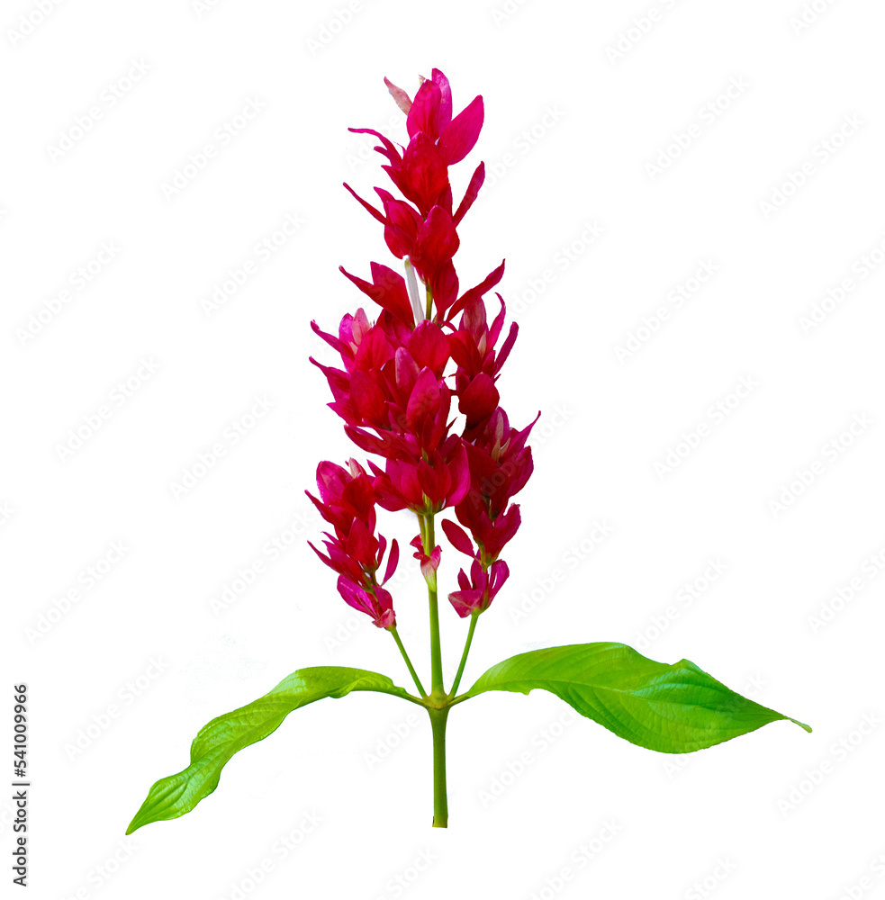 Exotic red bouquet and leaves Isolate on transparent background PNG file
