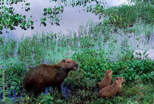 Capybara on the llanos, Venezuela, South America photo